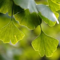 ginkgo